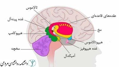 سیستم لیمبیک