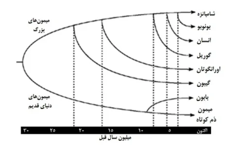 میمون ها و انسان