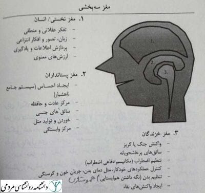 مغز 3 بخشی