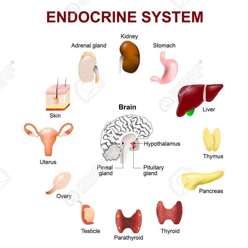 دستگاه عصبی خودمختار و غدد درون ریز