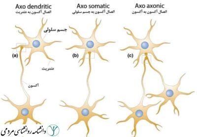 انواع سیناپس