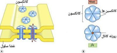 سیناپس الکتریکی