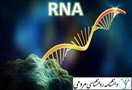 RNA