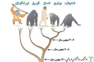 نظریه تکامل