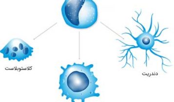 انواع مونوسیت
