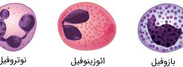 انواع گرانولوسیت