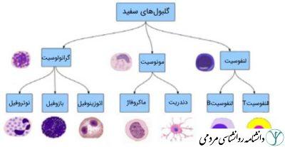 سیستم دفاعی بدن