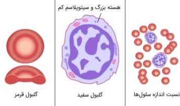 سلول های خونی