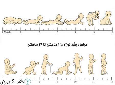 رشد نوزاد