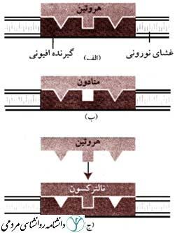متادون و نالترکسون