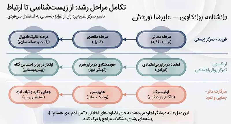 مراحل رشد